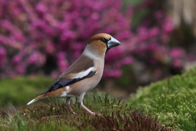 Appelvink - Hawfinch - coccothraustes coccothraustes 