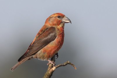 Gorzen - Buntings /  Vinken - Common chaffinch