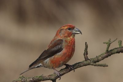 Kruisbek  - Red Crossbill  - Loxia curvirostra