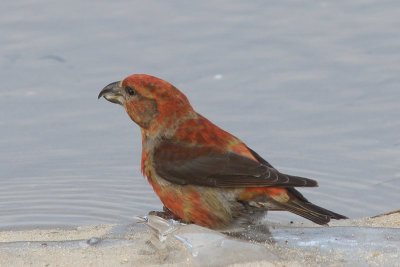 Kruisbek  - Red Crossbill  - Loxia curvirostra