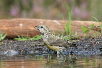Kruisbek  - Red Crossbill  - Loxia curvirostra