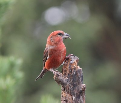 Kruisbek  - Red Crossbill  - Loxia curvirostra