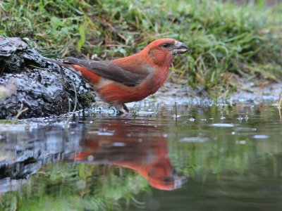 Kruisbek  - Red Crossbill  - Loxia curvirostra