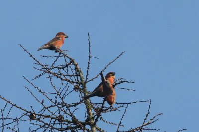 Kruisbek  - Red Crossbill  - Loxia curvirostra