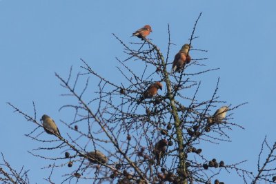 Kruisbek  - Red Crossbill  - Loxia curvirostra