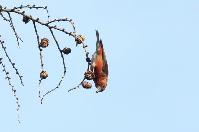 Kruisbek  - Red Crossbill  - Loxia curvirostra