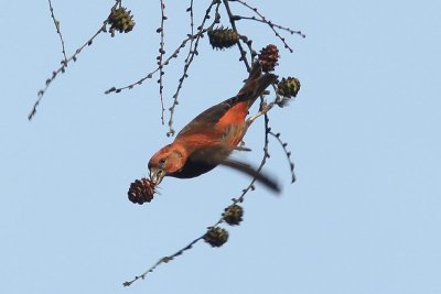 Kruisbek  - Red Crossbill  - Loxia curvirostra