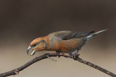 Grote kruisbek  - Parrot Crossbill - Loxia pytyopsittacus