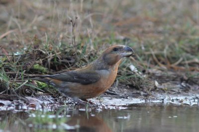 Grote kruisbek  - Parrot Crossbill - Loxia pytyopsittacus
