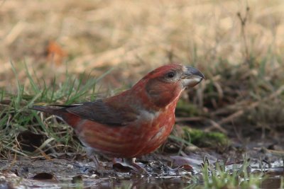 Grote kruisbek  - Parrot Crossbill - Loxia pytyopsittacus