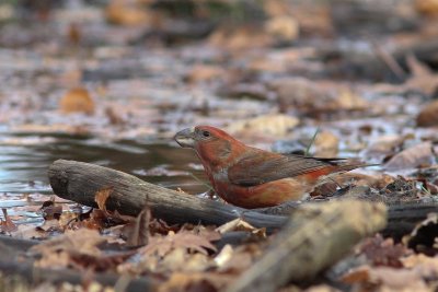 Grote kruisbek  - Parrot Crossbill - Loxia pytyopsittacus