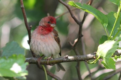 Roodmus - Scarlet rosefinch - Carpodacus erythrinus 