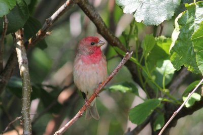 Roodmus - Scarlet rosefinch - Carpodacus erythrinus 