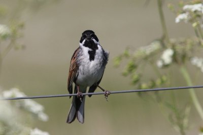 Rietgors - Common reed bunting - Emberiza schoeniclus