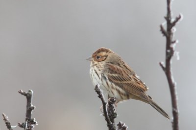 Dwerggors - little bunting - Emberiza pusilla