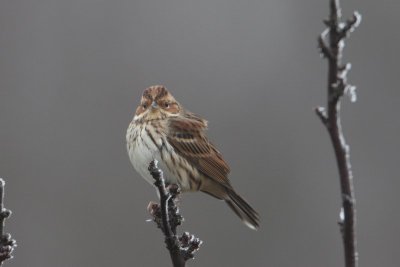Dwerggors - little bunting - Emberiza pusilla