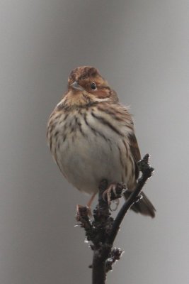 Dwerggors - little bunting - Emberiza pusilla