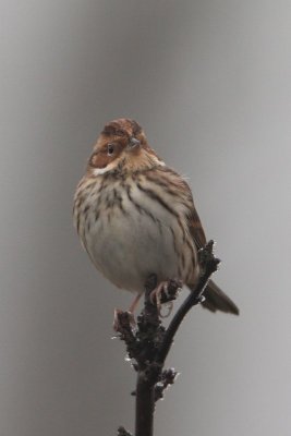 Dwerggors - little bunting - Emberiza pusilla