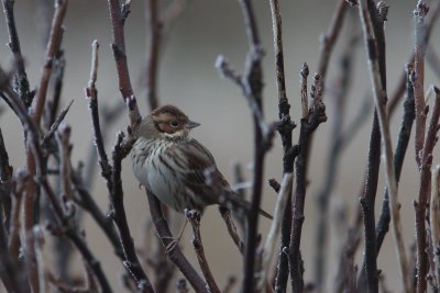 Dwerggors - little bunting - Emberiza pusilla