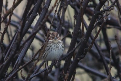 Dwerggors - little bunting - Emberiza pusilla