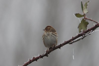 Dwerggors - little bunting - Emberiza pusilla