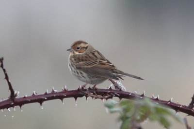 Dwerggors - little bunting - Emberiza pusilla