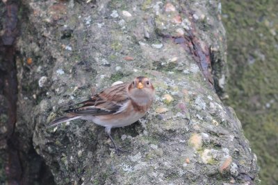 Sneeuwgors - Snow bunting - Plectrophenax nivalis 
