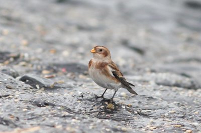 Sneeuwgors - Snow bunting - Plectrophenax nivalis 