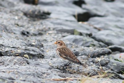 Sneeuwgors - Snow bunting - Plectrophenax nivalis 