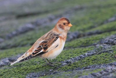 Sneeuwgors - Snow bunting - Plectrophenax nivalis 