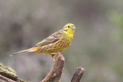 Geelgors - Yellowhammer - Embiza citrinella 