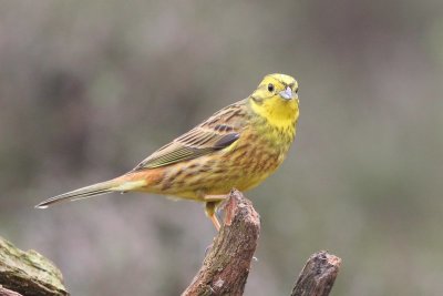 Geelgors - Yellowhammer - Embiza citrinella 