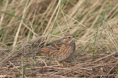 Witkopgors - Pine bunting - Emberiza leucocephalos