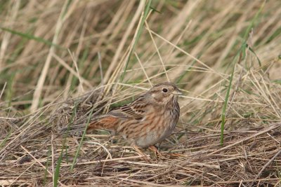 Witkopgors - Pine bunting - Emberiza leucocephalos 