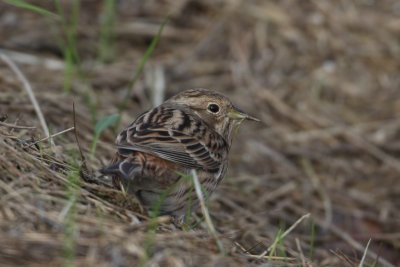 Witkopgors - Pine bunting - Emberiza leucocephalos 