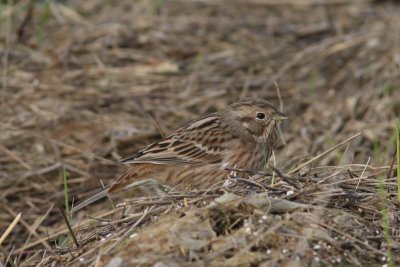 Witkopgors - Pine bunting - Emberiza leucocephalos 