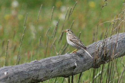Grauwe gors - Corn bunting - Embezira calandra 