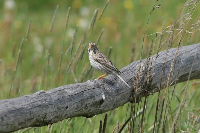 Grauwe gors - Corn bunting - Embezira calandra 