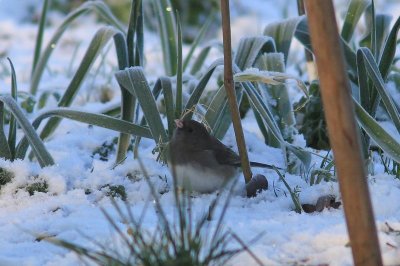 Grijze junco - dark-eyed junco - Junco hyemalis