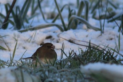 Grijze junco - dark-eyed junco - Junco hyemalis