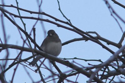 Grijze junco - dark-eyed junco - Junco hyemalis