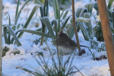 Grijze junco - dark-eyed junco - Junco hyemalis