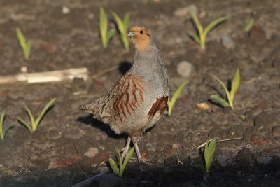Patrijs - Patridge - Perdix perdix 