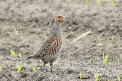 Patrijs - Patridge - Perdix perdix 