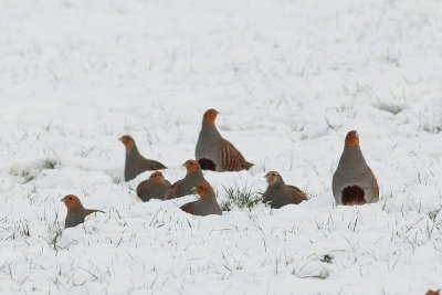 Patrijs - Patridge - Perdix perdix 
