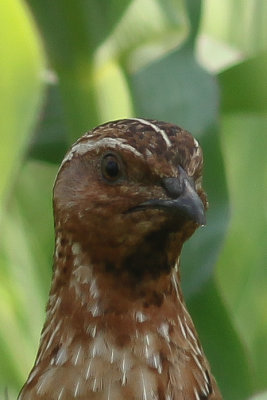 Kwartel -  common quail - Coturnix coturnix