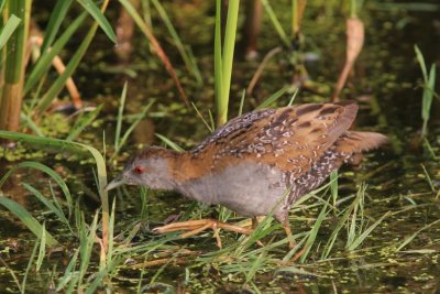 kleinst waterhoen - Baillon's crake - Porzana pusilla