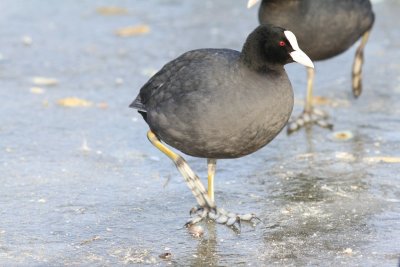 Meerkoet - Coot - Fulica atra  