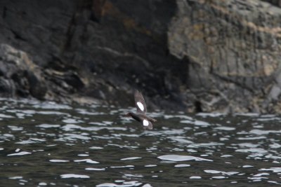 Zwarte zeekoet - Black guillemot - Cepphus grylle