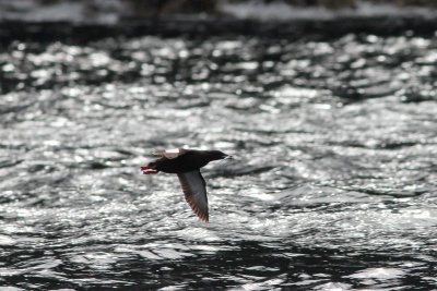 Zwarte zeekoet - Black guillemot - Cepphus grylle